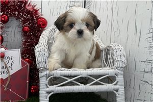 Sydney - puppy for sale