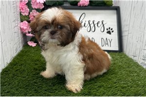 Rissa - Shih Tzu for sale