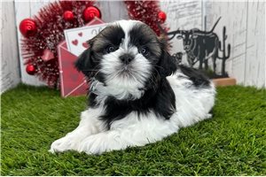 Silas - puppy for sale