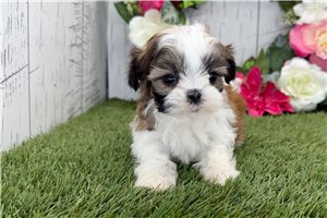 Laura - Shih Tzu for sale