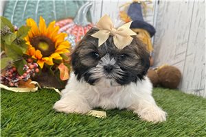 Wilma - Shih Tzu for sale