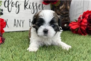 Leon - puppy for sale