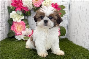 Ivory - Shih Tzu for sale