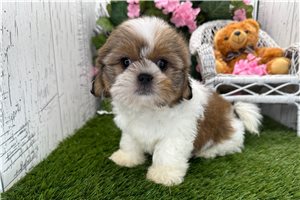 Teesha - Shih Tzu for sale