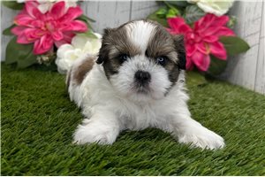 Trixie - puppy for sale