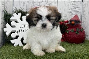 Frederick - puppy for sale