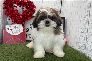 Richard - puppy for sale