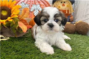 Kali - Shih Tzu for sale