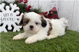 Flora - Shih Tzu for sale