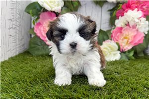 Lorenzo - Shih Tzu for sale