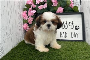 Thea - Shih Tzu for sale