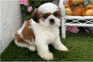 Mela - Shih Tzu for sale
