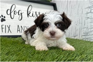 Felix - puppy for sale