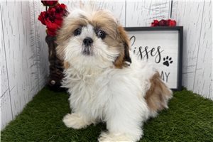 Gabriel - puppy for sale