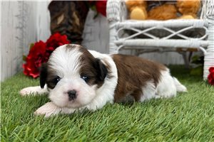 Thea - Shih Tzu for sale