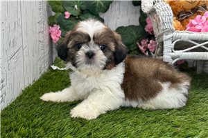 Baxter - Shih Tzu for sale