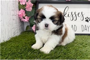 Esmeralda - puppy for sale