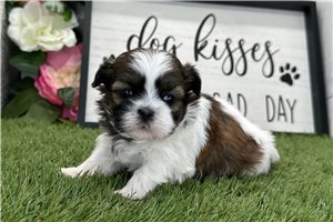 Olivia - puppy for sale