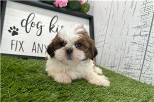 Tennessee - Shih Tzu for sale