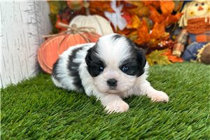 Rachel - puppy for sale