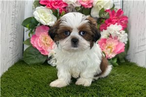 Gustavo - Shih Tzu for sale