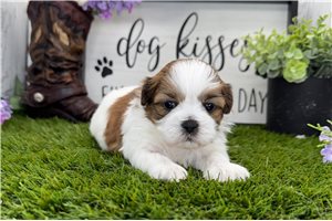 Isaac - Shih Tzu for sale