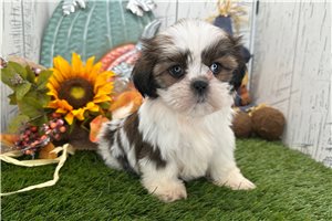 Tracy - Shih Tzu for sale