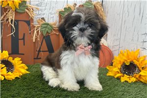 Bronson - Shih Tzu for sale