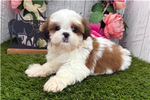 Ezra - Shih Tzu for sale