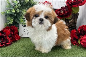 Jessica - Shih Tzu for sale