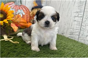 Sean - Shih Tzu for sale