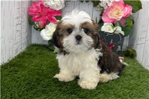 Chewbacca - Shih Tzu for sale