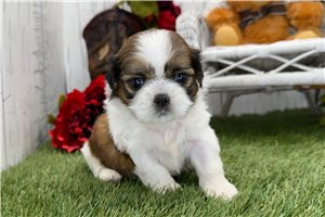 Rosalie - puppy for sale