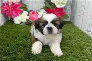 Macy - Shih Tzu for sale