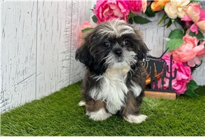 Zolan - Shih Tzu for sale