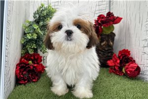 Ezra - Shih Tzu for sale