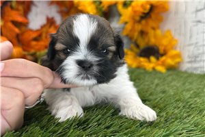 Weston - Shih Tzu for sale