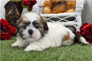 Otto - Shih Tzu for sale