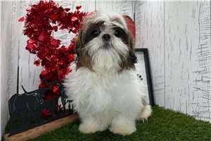 Reid - Shih Tzu for sale