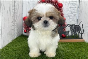 Fonzie - puppy for sale