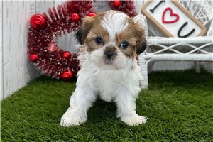 Wednesday - puppy for sale