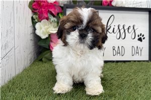 Maggie - Shih Tzu for sale
