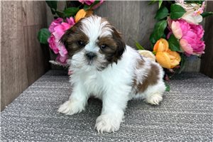 Macintosh - puppy for sale