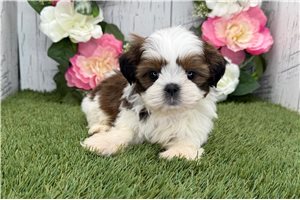 Nemo - Shih Tzu for sale
