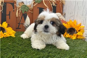 Tasha - Shih Tzu for sale