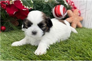 Fabian - puppy for sale