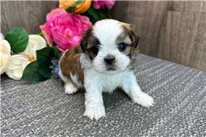 Maurice - puppy for sale