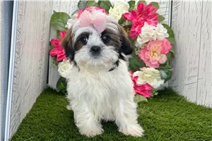 Samara - Shih Tzu for sale