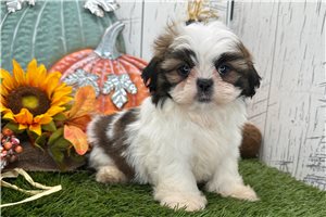 Waylon - Shih Tzu for sale