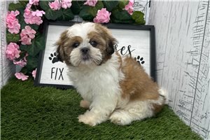 Todd - Shih Tzu for sale